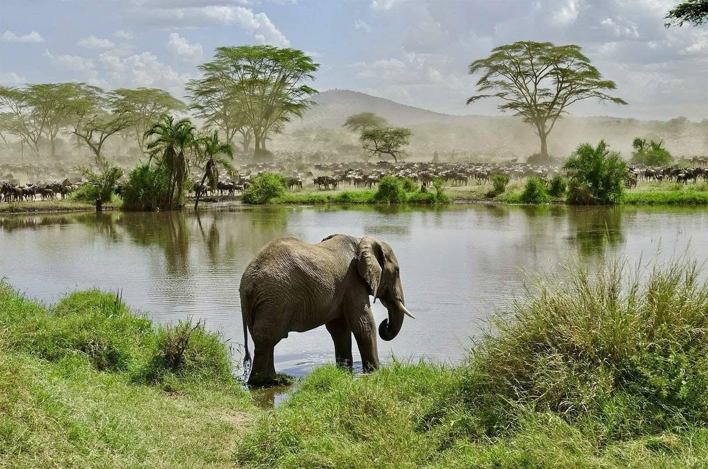 African safari landscape