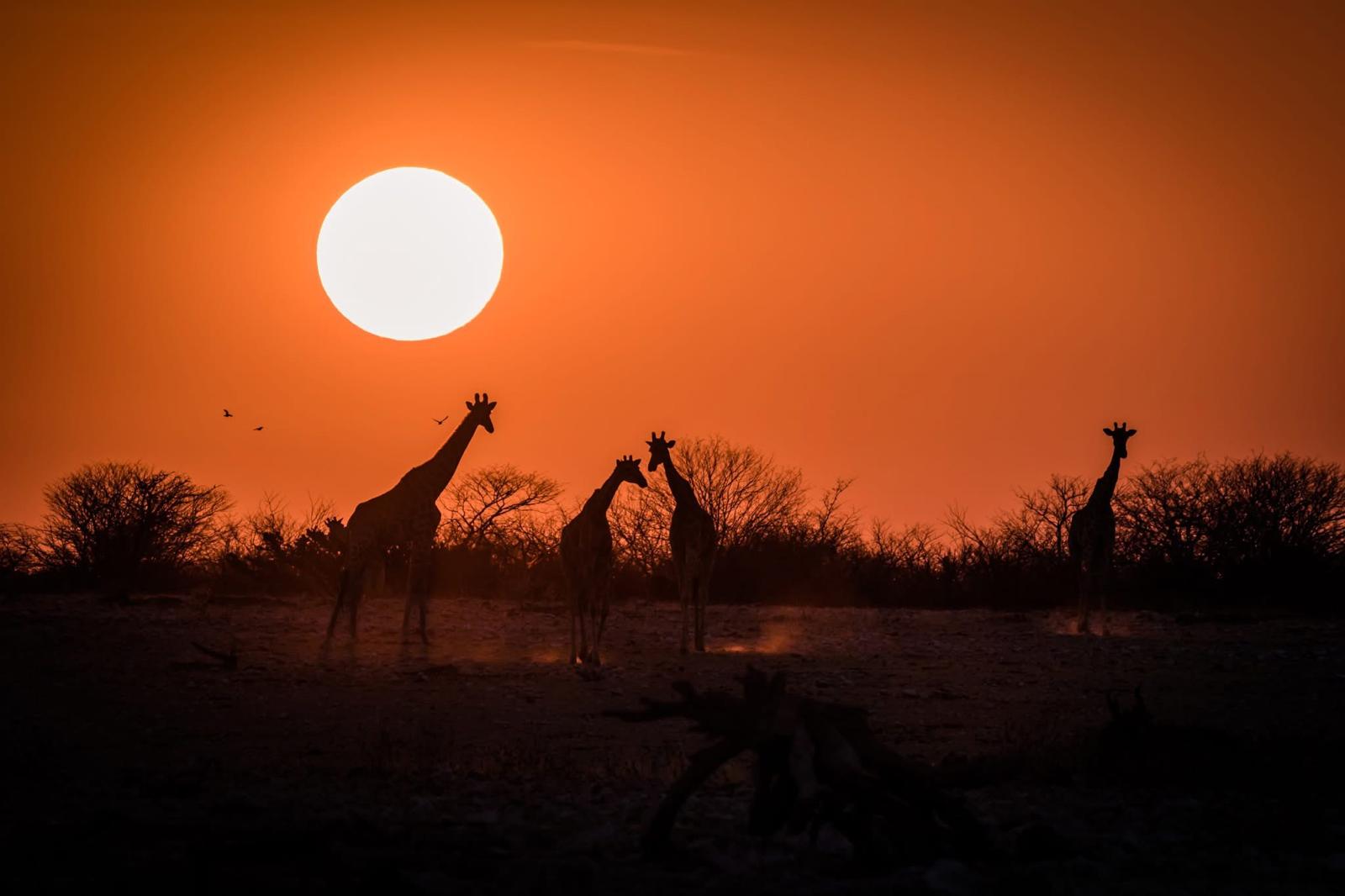 African safari landscape