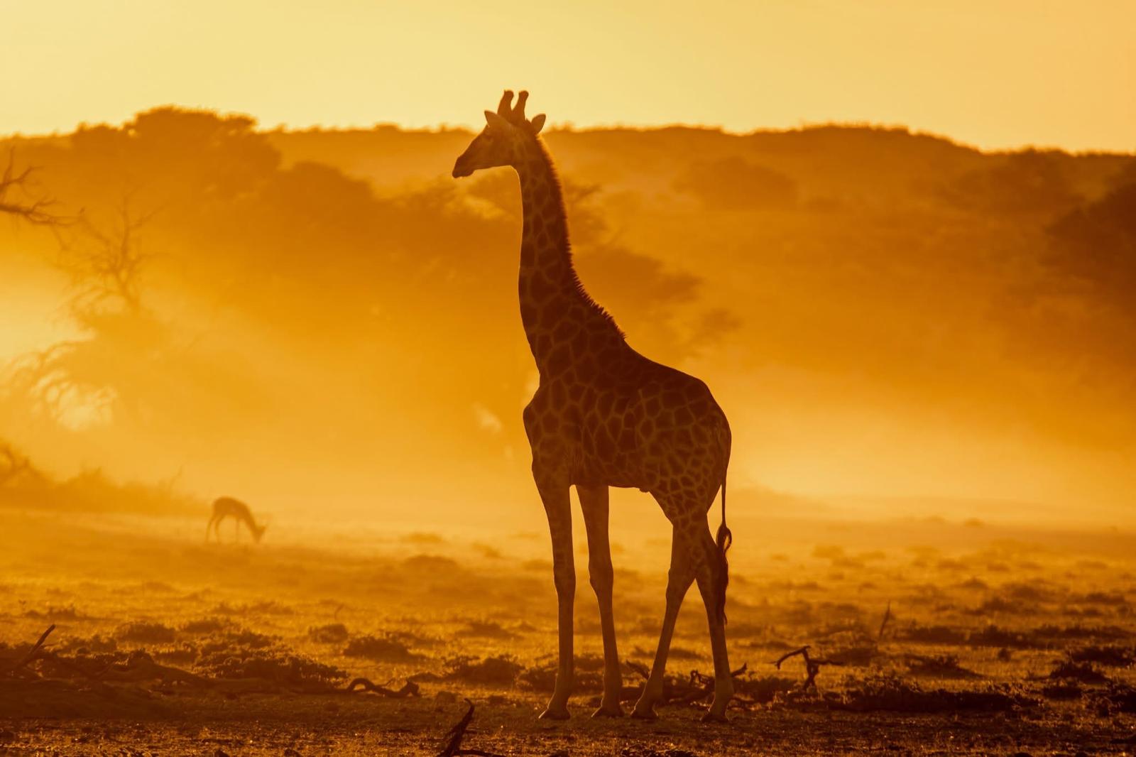 African safari landscape